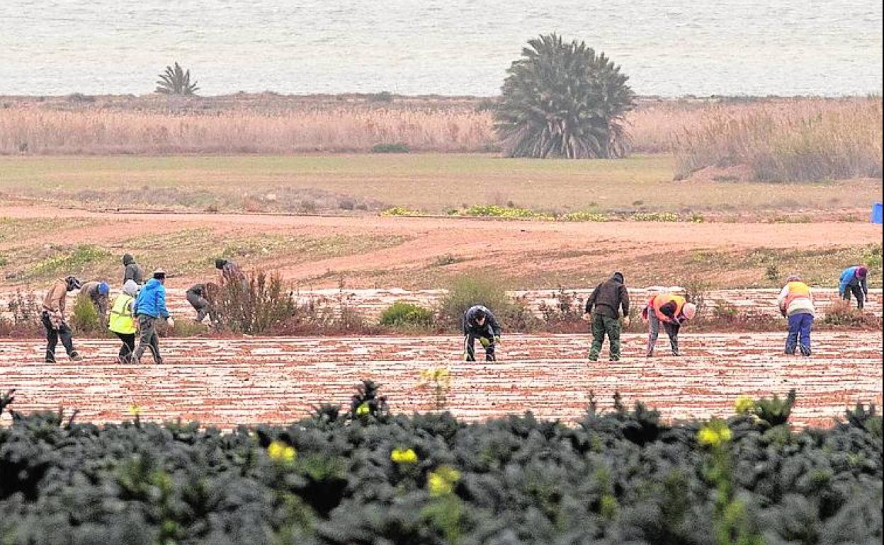 Trabajadores en una finca junto al Mar Menor, este viernes por la tarde.