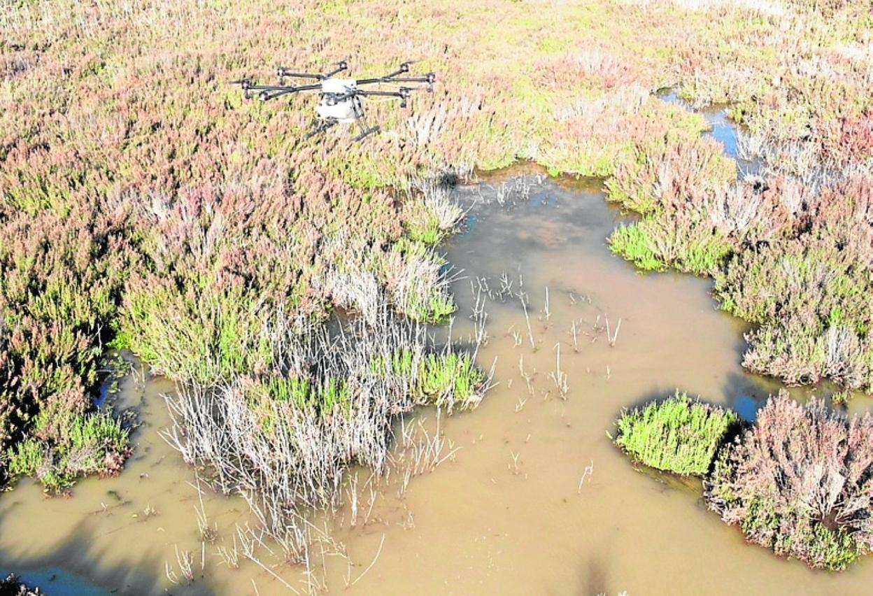 Un dron sobrevuela el saladar de la Boquera de Tabala. 