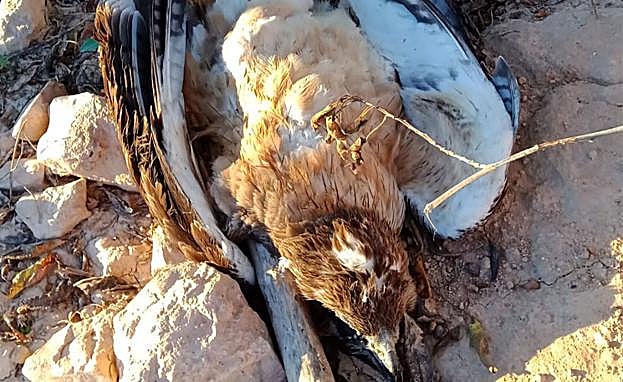 Águila perdicera juvenil muerta por un tendido eléctrico.