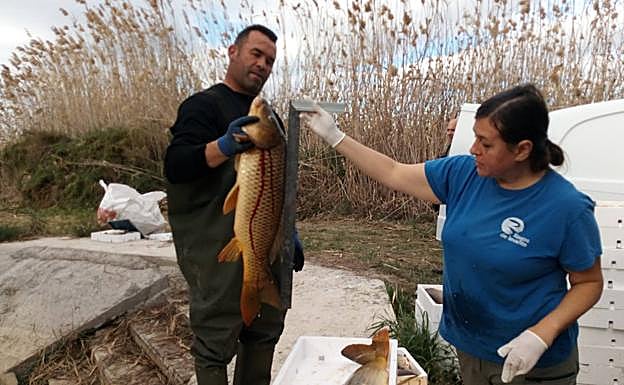 Carpa capturada en El Hondo. 