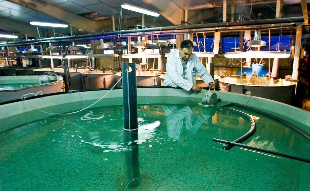 Un investigador trabaja en el proyecto.