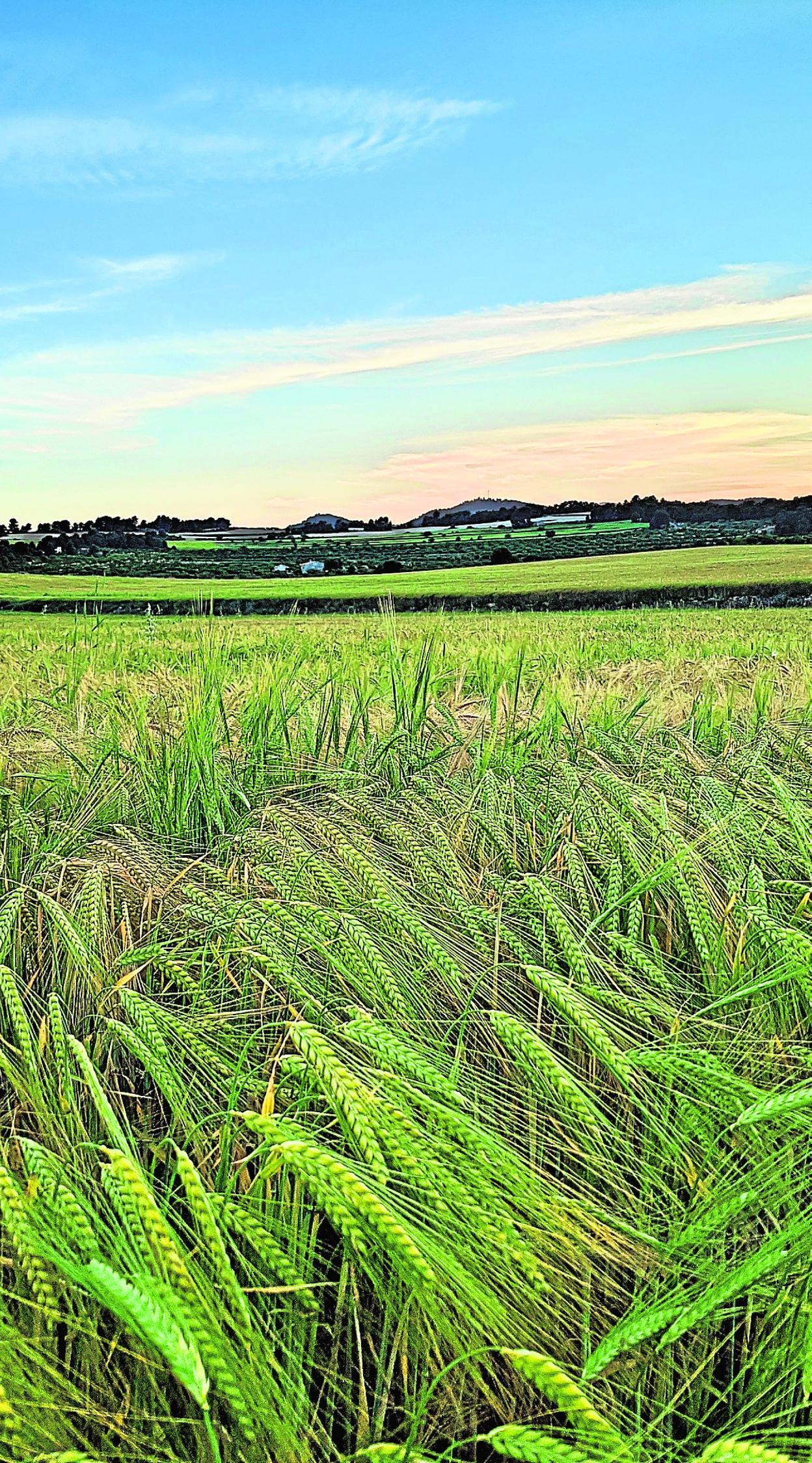 Campos de cebada de Caravaca de la Cruz con la que se elabora Estrella de Levante. 