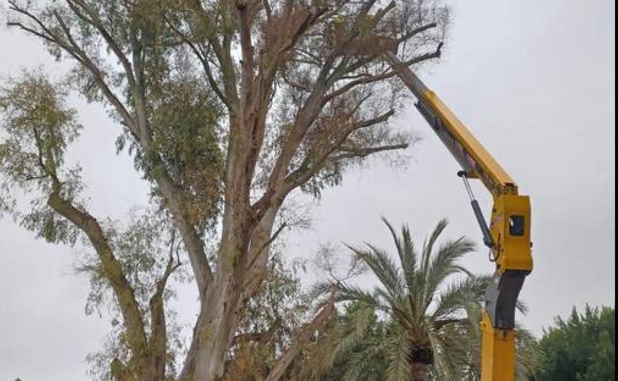 Operarios de Parques y Jardines, en plena poda en el Malecón. 