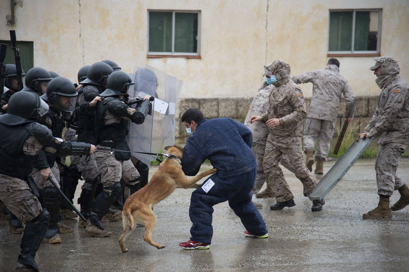 Fotos: Perros adiestrados para salvar vidas