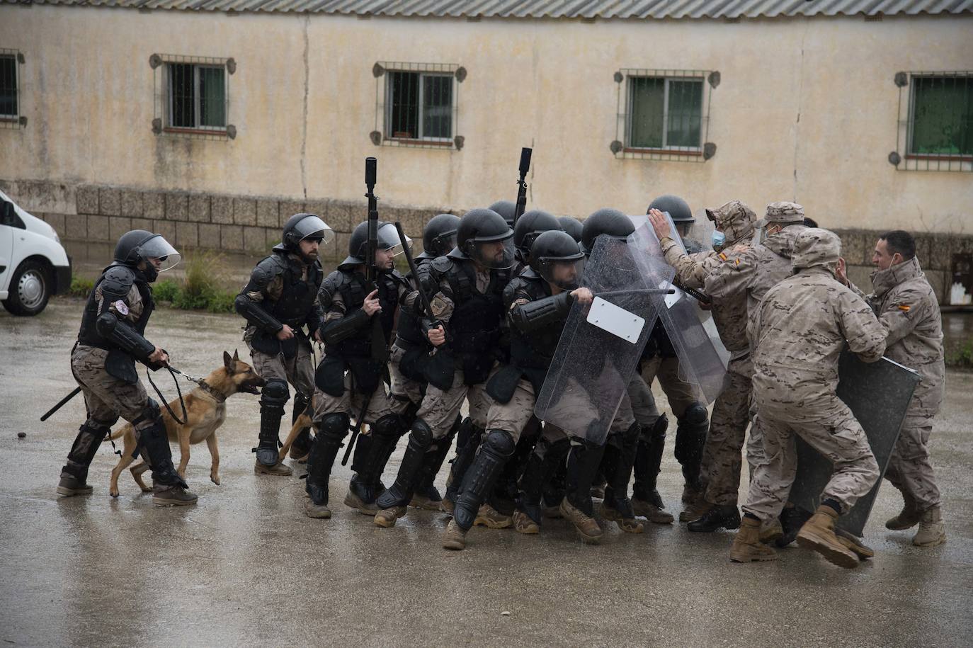 Fotos: Perros adiestrados para salvar vidas