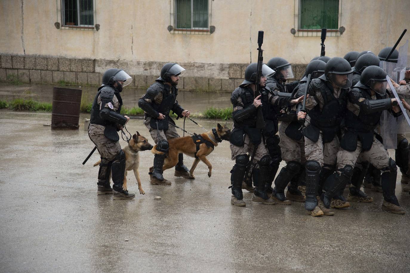 Fotos: Perros adiestrados para salvar vidas