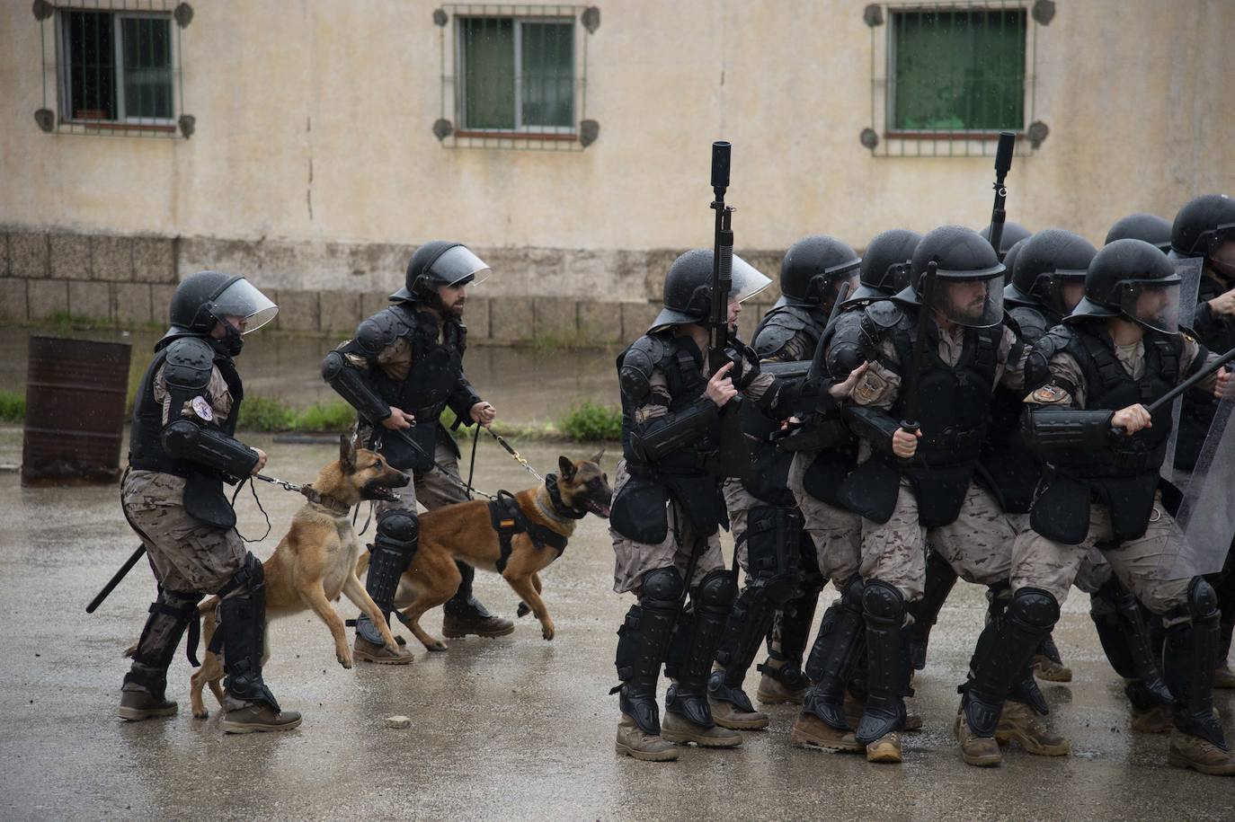Fotos: Perros adiestrados para salvar vidas