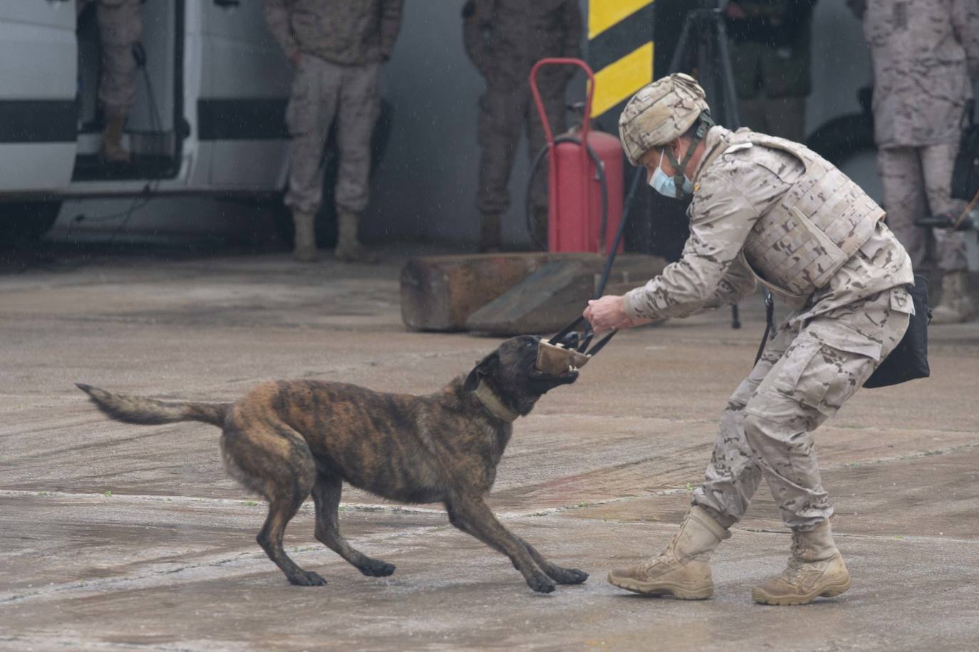 Fotos: Perros adiestrados para salvar vidas