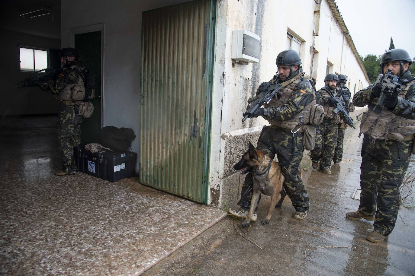 Fotos: Perros adiestrados para salvar vidas