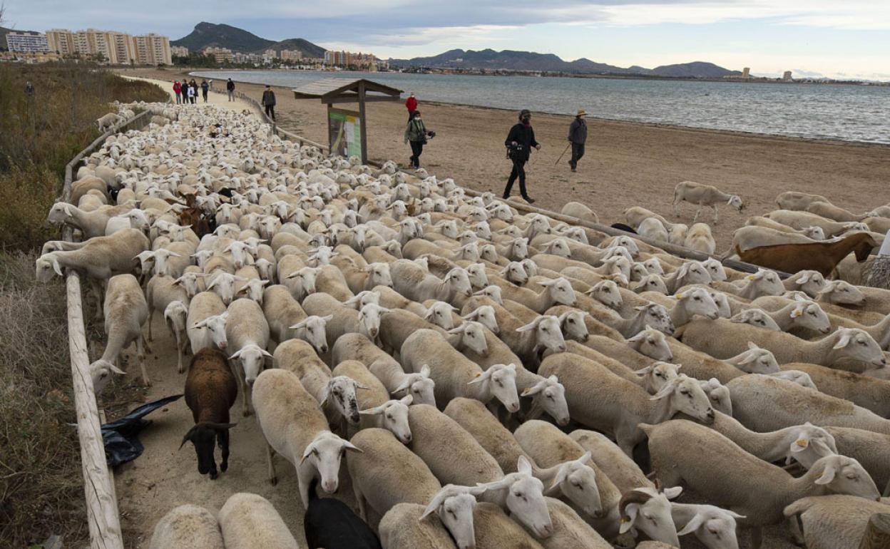 Marcha ganadera por la Colada del Mar Menor en 2020. 