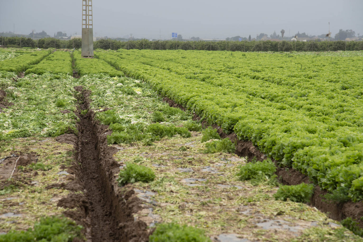 Fotos: El barro impide la recolección de más de seis mil hectáreas de cultivos hortícolas en la Región