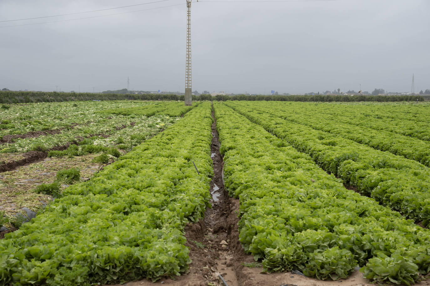 Fotos: El barro impide la recolección de más de seis mil hectáreas de cultivos hortícolas en la Región