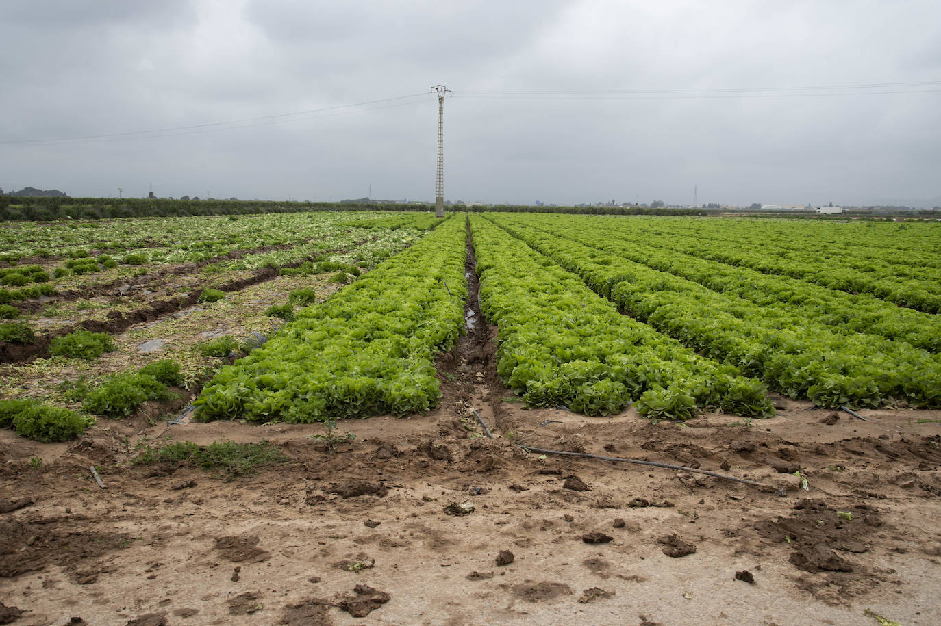 Fotos: El barro impide la recolección de más de seis mil hectáreas de cultivos hortícolas en la Región