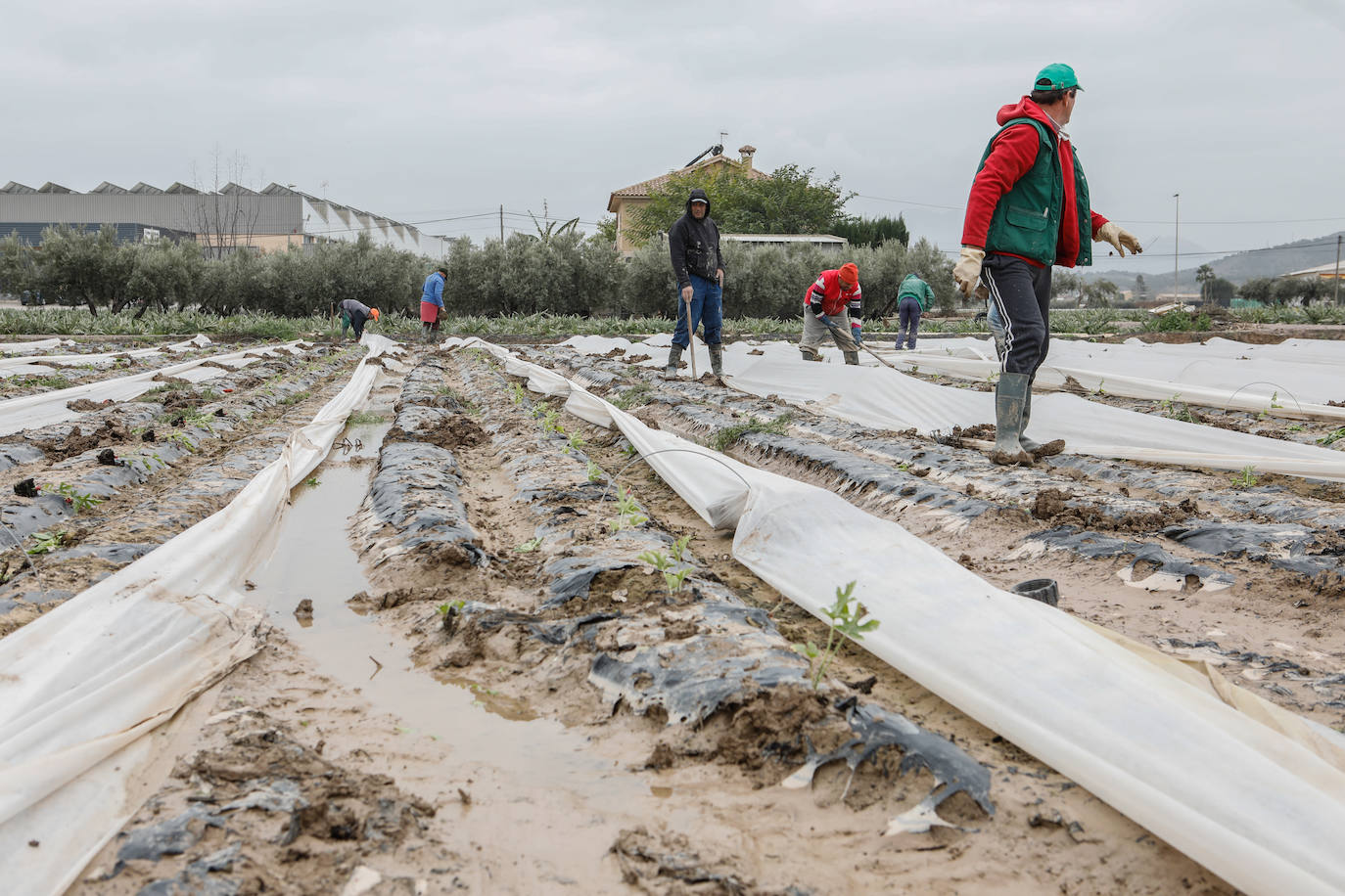 Fotos: El barro impide la recolección de más de seis mil hectáreas de cultivos hortícolas en la Región