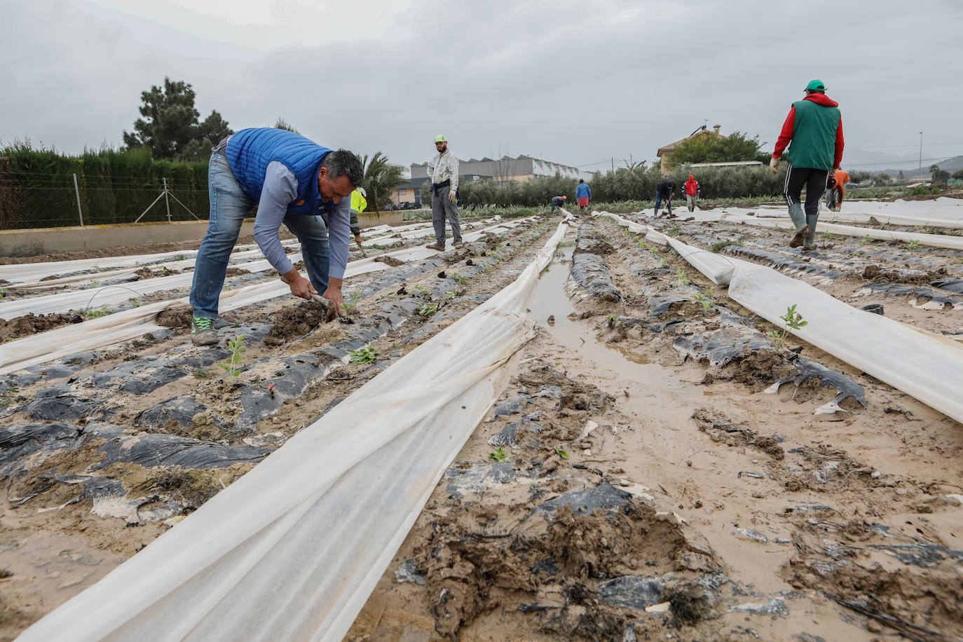 Fotos: El barro impide la recolección de más de seis mil hectáreas de cultivos hortícolas en la Región