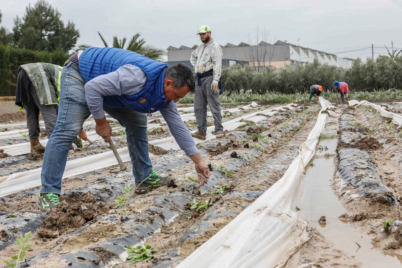 Fotos: El barro impide la recolección de más de seis mil hectáreas de cultivos hortícolas en la Región