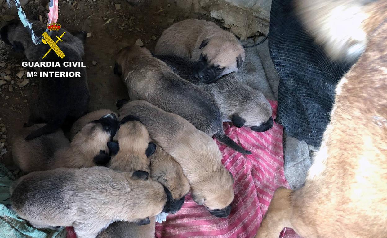 La Guardia Civil libera a una perra y sus cachorros. 