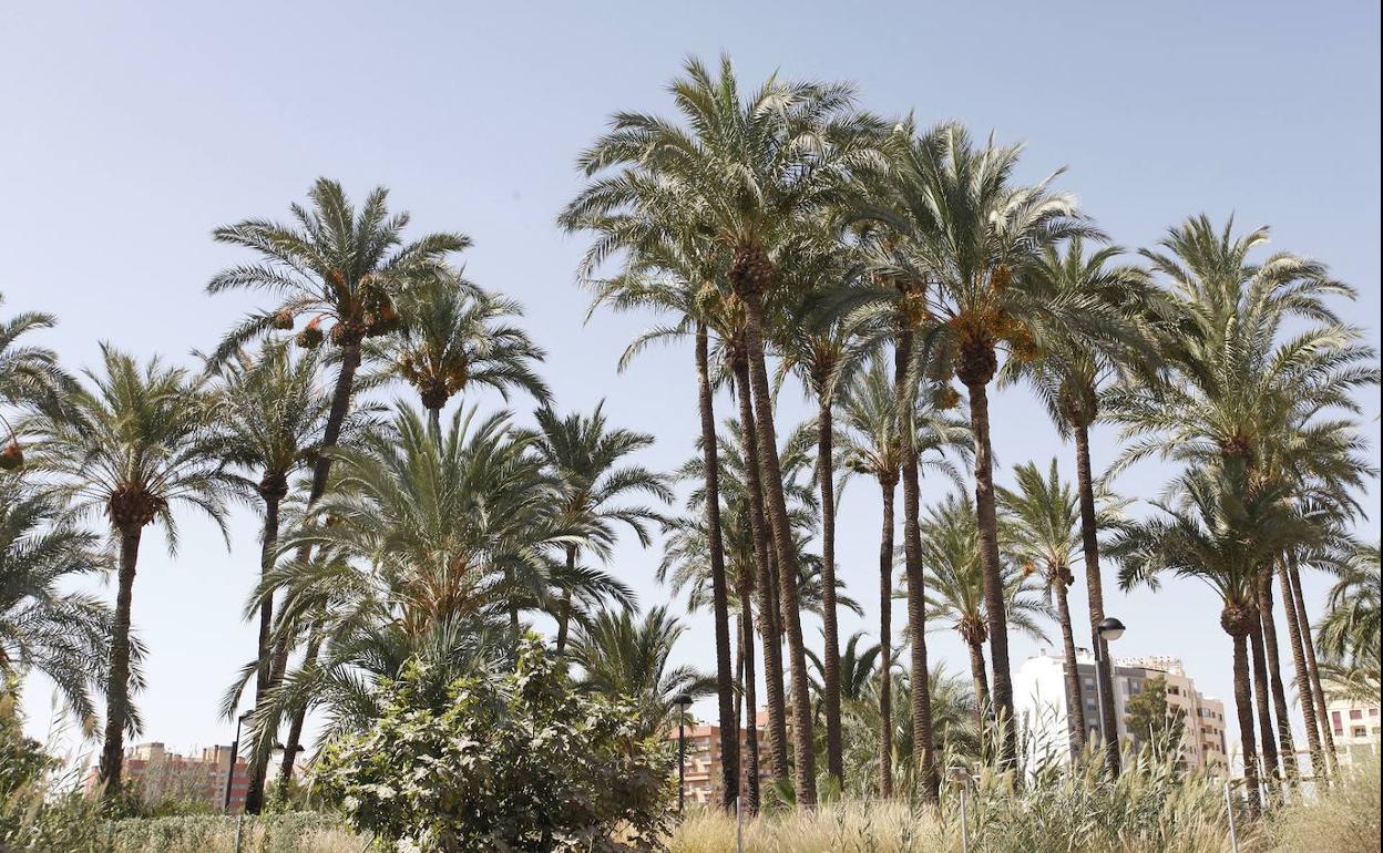 El Palmeral Chico de Santiago y Zaraíche, en una foto de archivo.