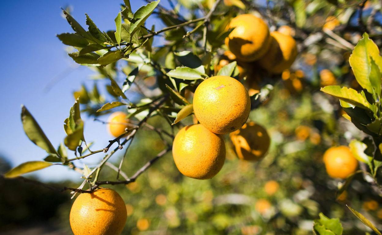 Naranjas todavía en el árbol en una fotografía de archivo. 