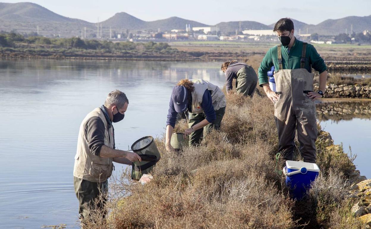 Captura y muestreo de fartet en las salinas de Marchamalo. 