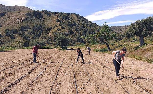 Trabajos en un terreno con cultivo de regadío. 
