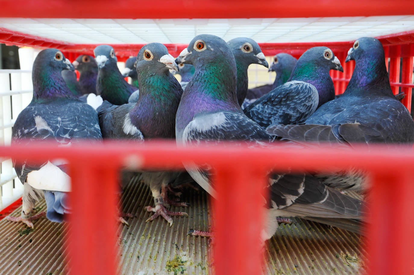 Fotos: Suelta de palomas por la paz en Ucrania