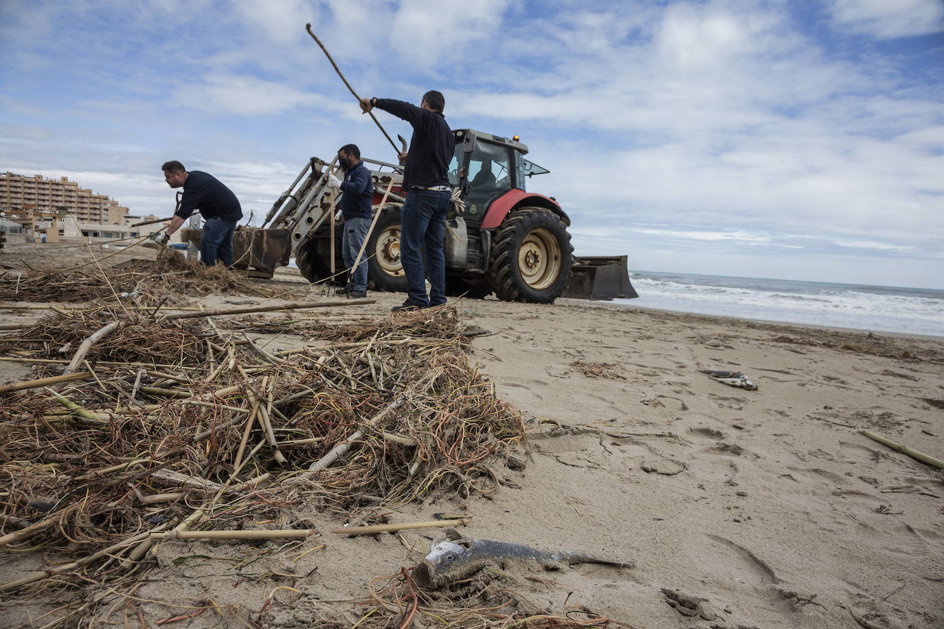 Fotos: Trabajo contra reloj para adecentar las playas de la Región