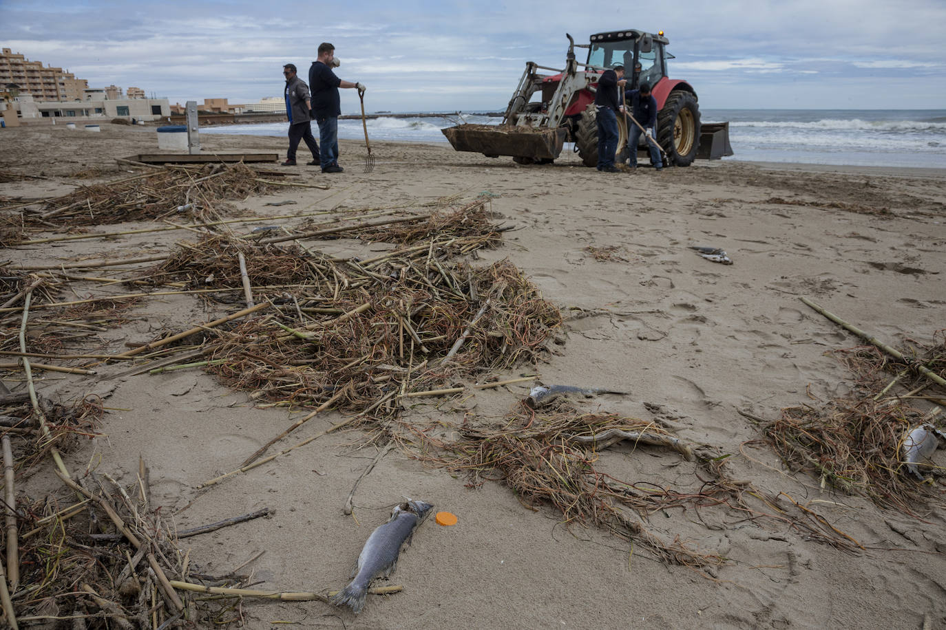 Fotos: Trabajo contra reloj para adecentar las playas de la Región