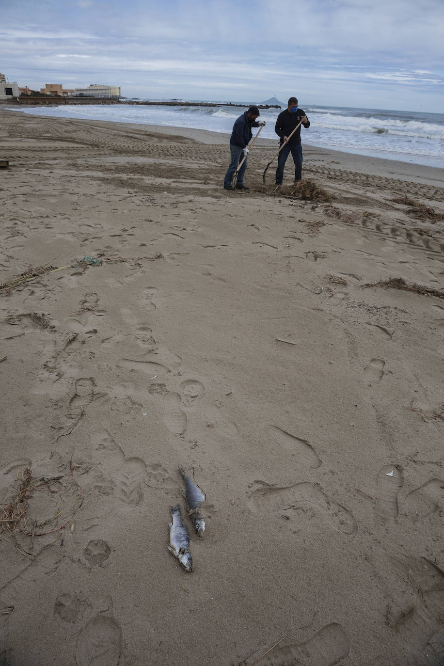 Fotos: Trabajo contra reloj para adecentar las playas de la Región