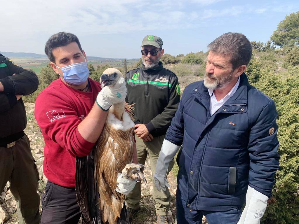 El director general del Medio Natural, Fulgencio Perona, durante la liberación de un buitre leonado tras su tratamiento en el Centro de Recuperación de Fauna de la Comunidad Autónoma.