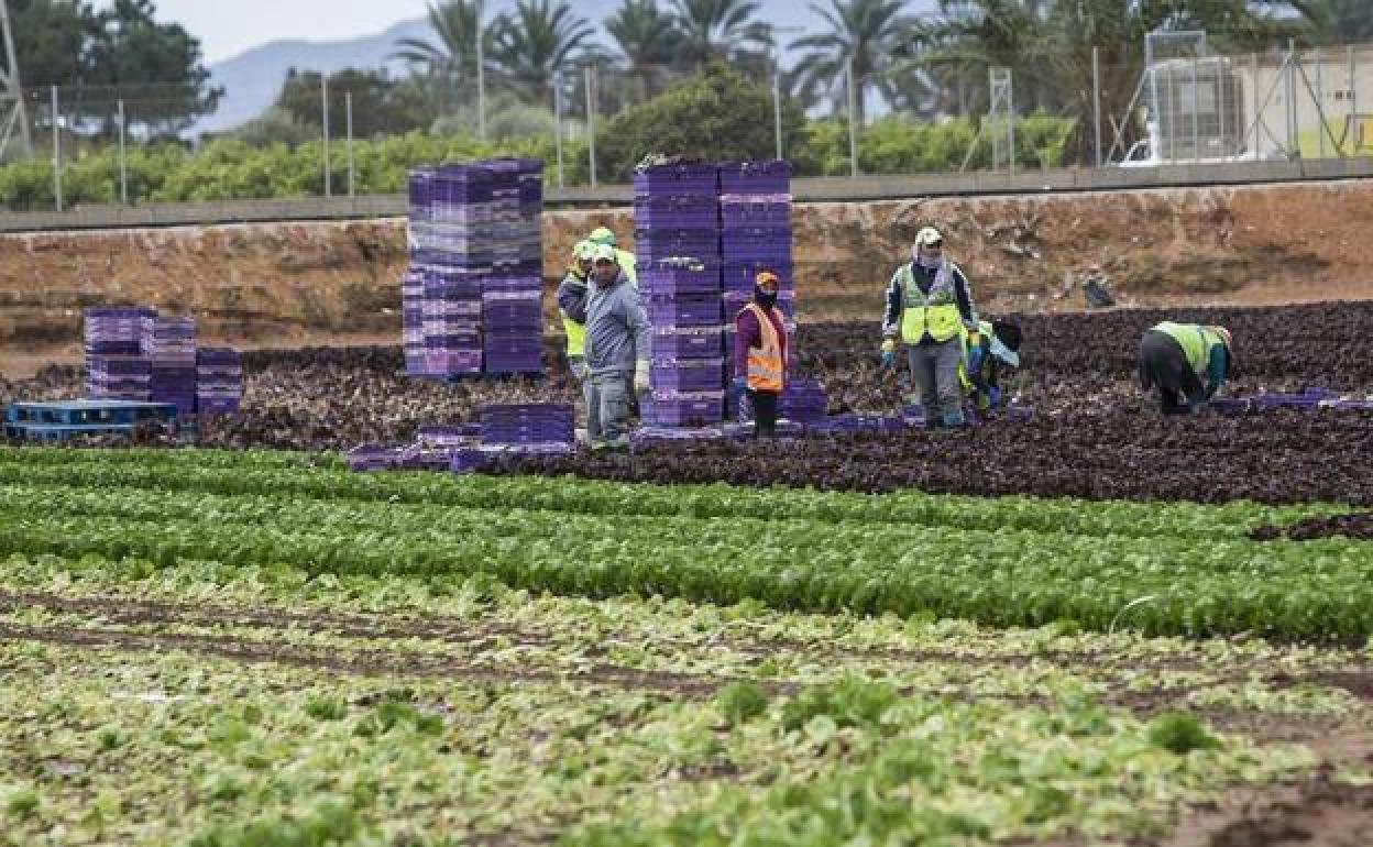 Imagen de archivo de trabajadores del campo en la Región de Murcia. 
