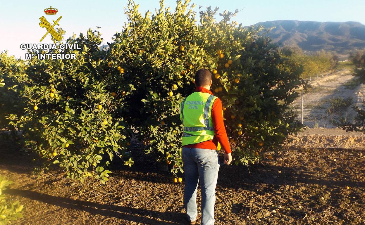 Un agente de la Guardia Civil, en una de las fincas que fueron objeto estafa.