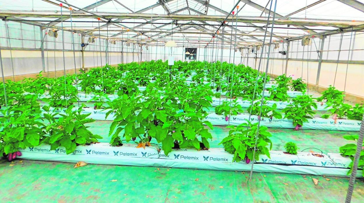 Drenajes para la recogida de nitrógeno en el centro experimental de Torre Pacheco. 