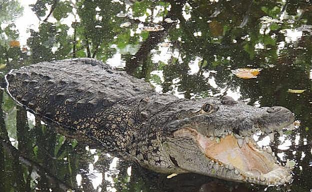 El cocodrilo de las marismas ('Crocodylus palustris') se encuentra en el subcontinente indio.,