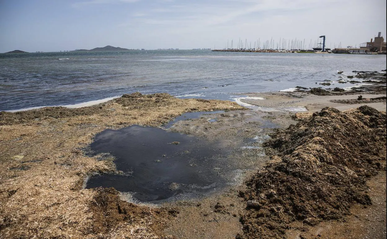 El deteriorado estado en el que se encuentra el Mar Menor en la playa de Los Urrutias, el pasado 29 de abril.