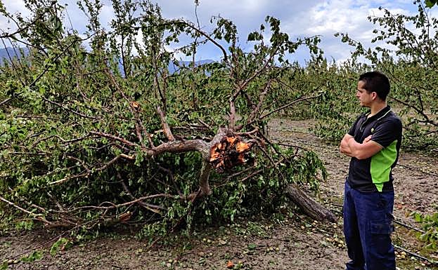 Árboles arrasados por el tornado que el pasado lunes recorrió el paraje de La Herreña.