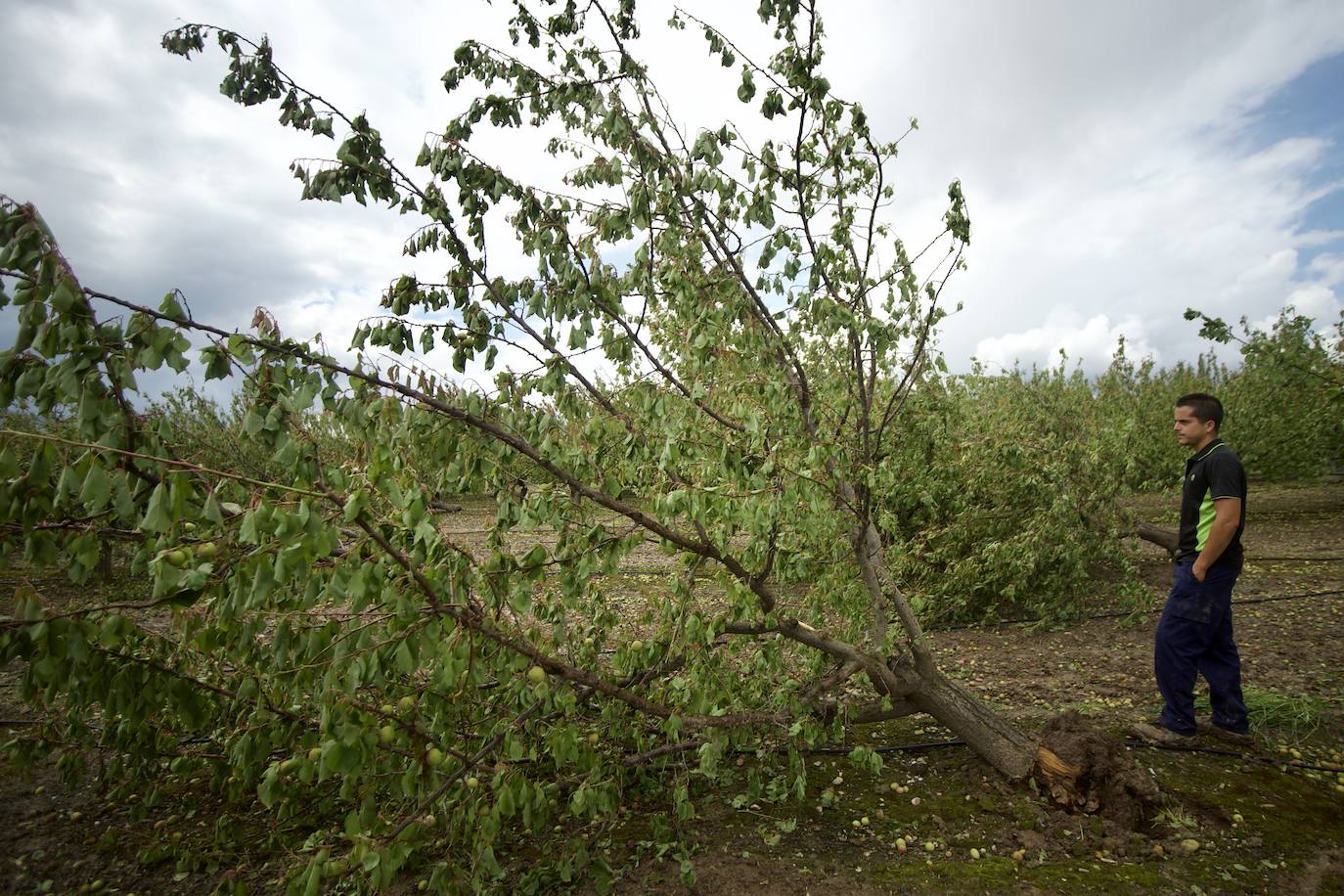 Fotos: Las consecuencias del tornado en Mula