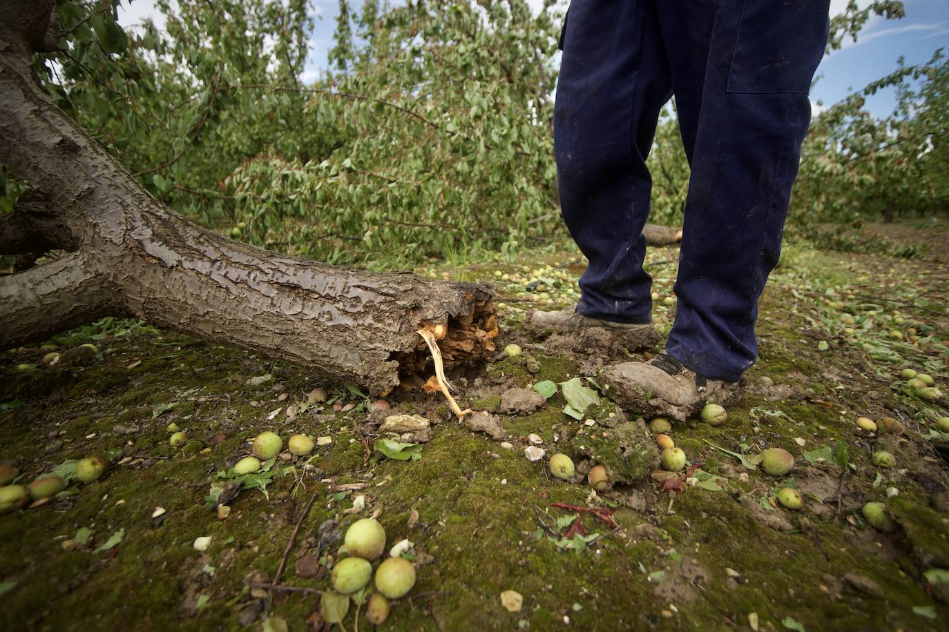 Fotos: Las consecuencias del tornado en Mula
