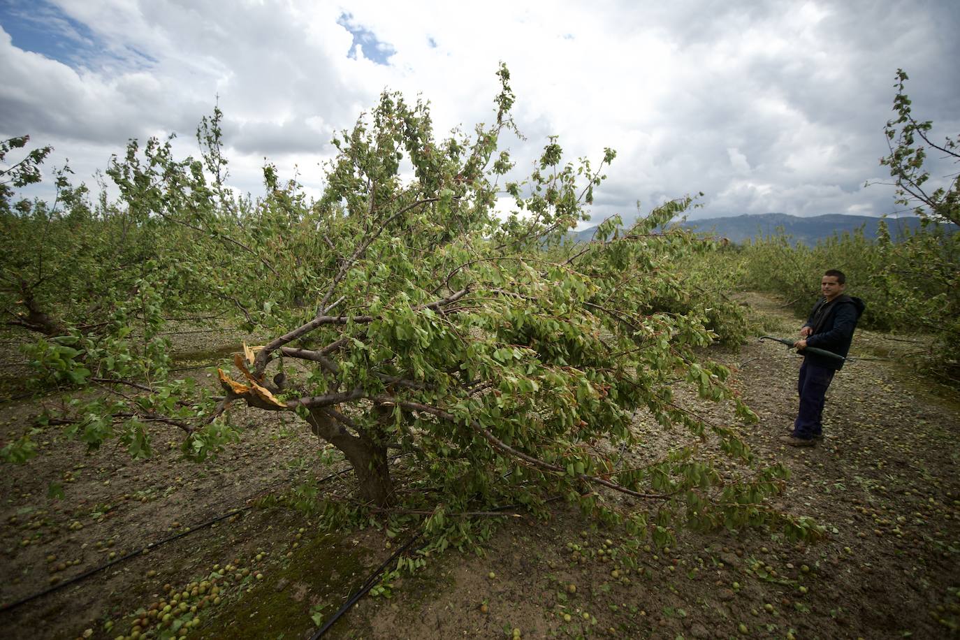 Fotos: Las consecuencias del tornado en Mula