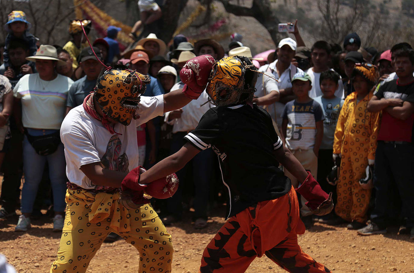 Fotos: Pelea de tigres