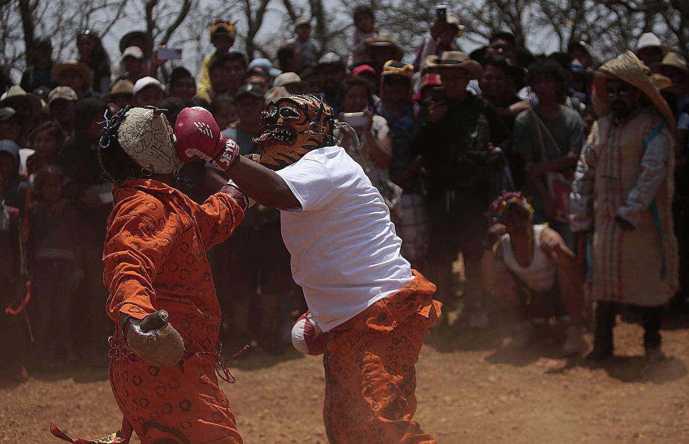 Fotos: Pelea de tigres