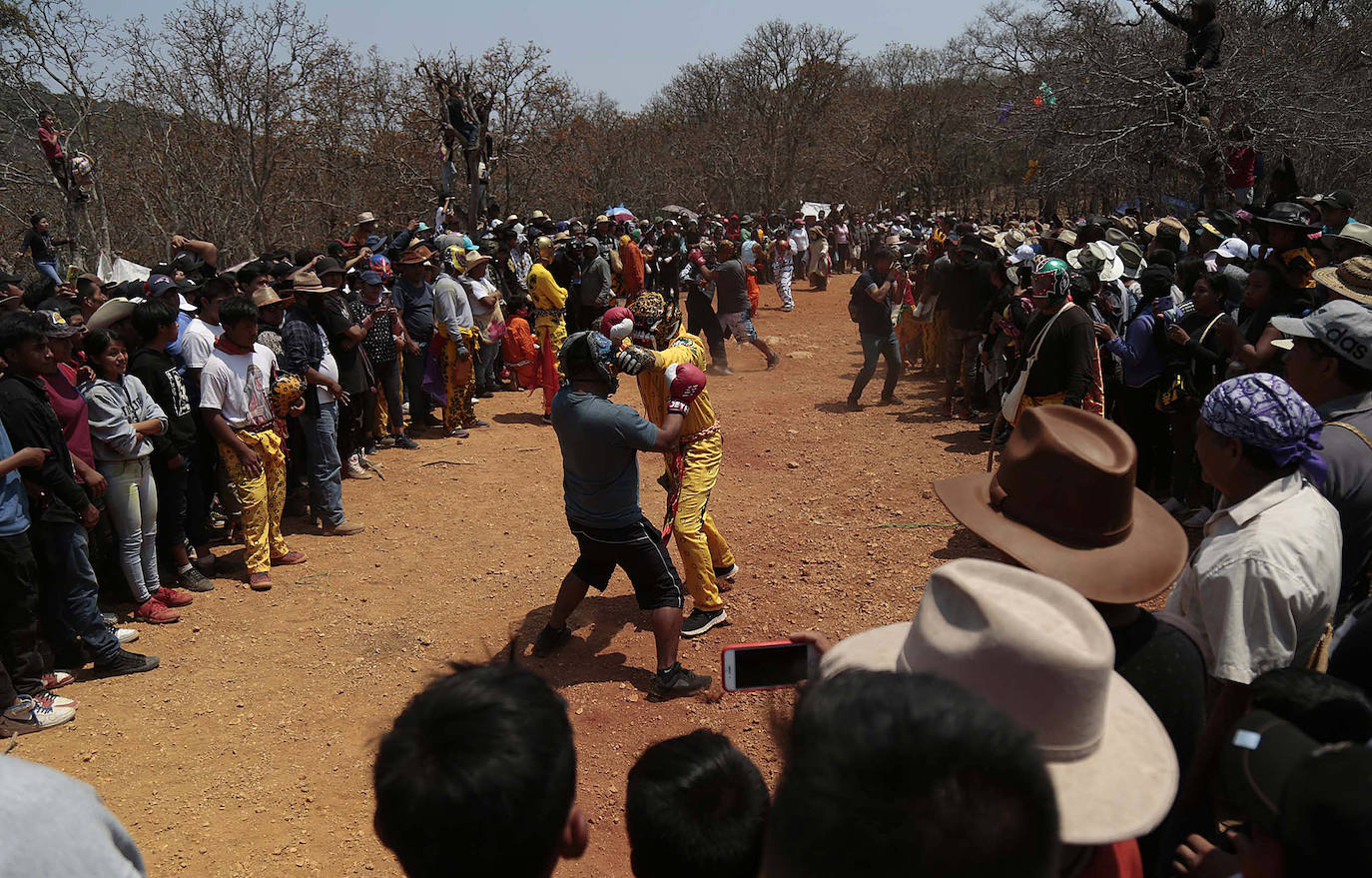 Fotos: Pelea de tigres