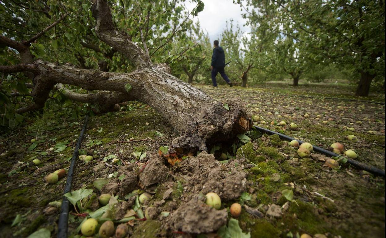 Los daños por el granizo ascienden a 16 millones en 10.000 hectáreas de cultivos de la Región de Murcia