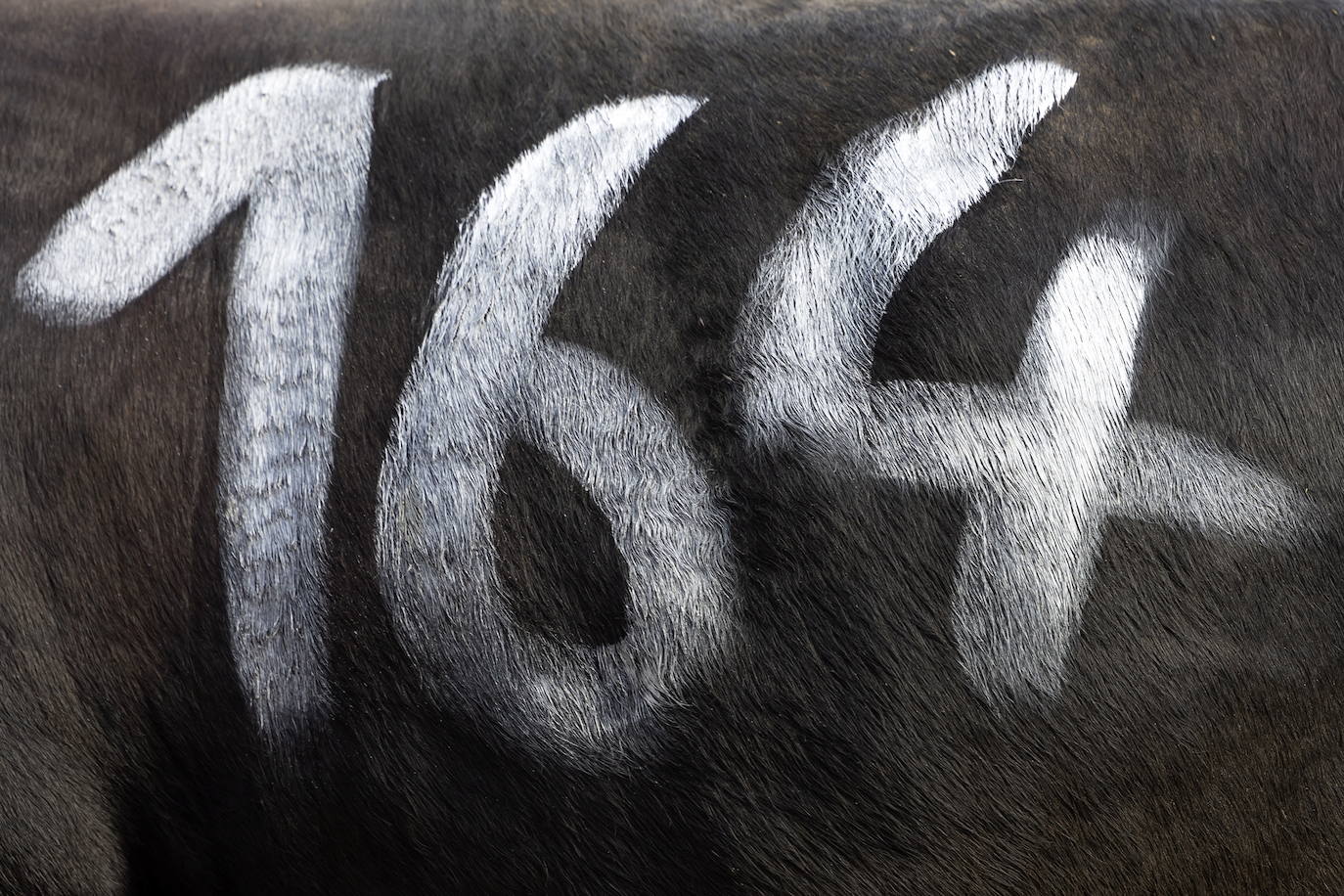 Fotos: Sólo puede quedar una