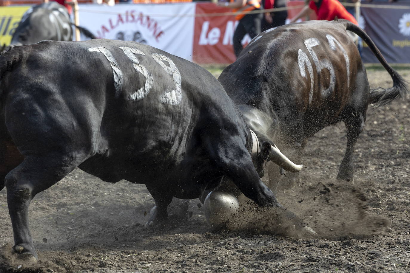 Fotos: Sólo puede quedar una