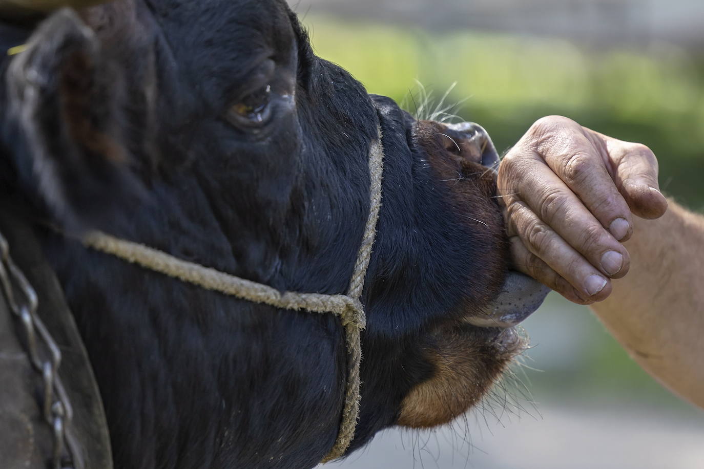 Fotos: Sólo puede quedar una
