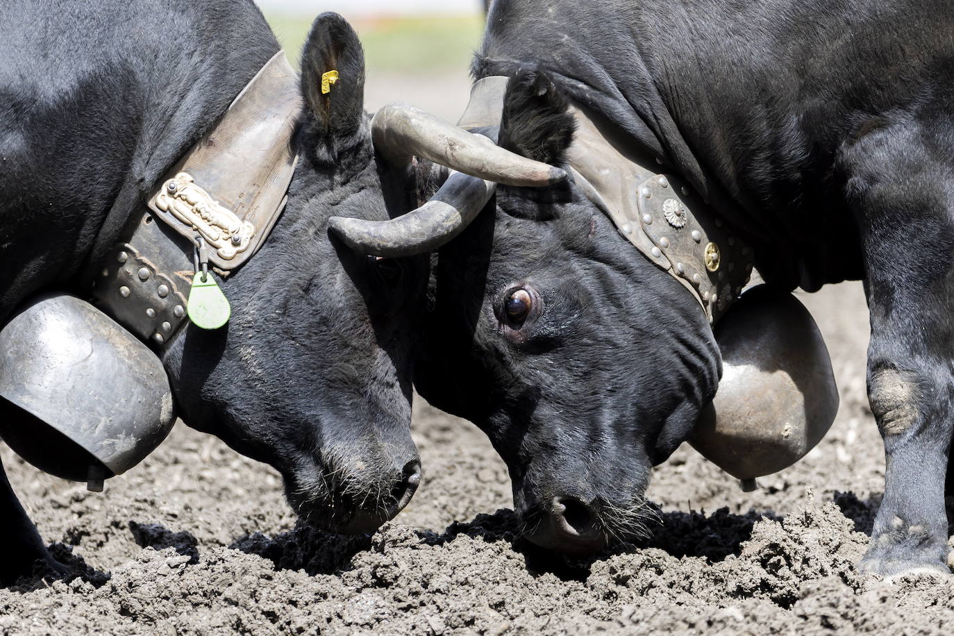 Fotos: Sólo puede quedar una