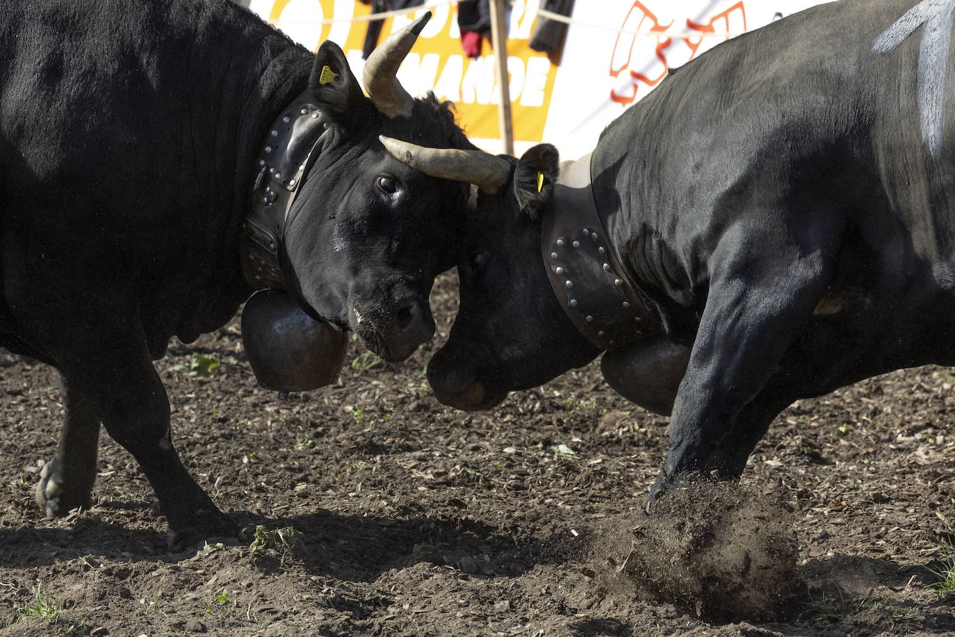 Fotos: Sólo puede quedar una