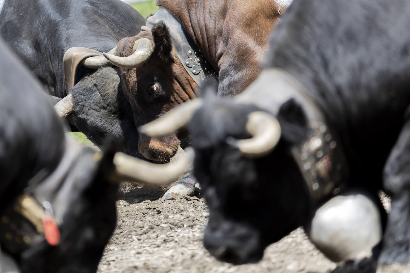 Fotos: Sólo puede quedar una