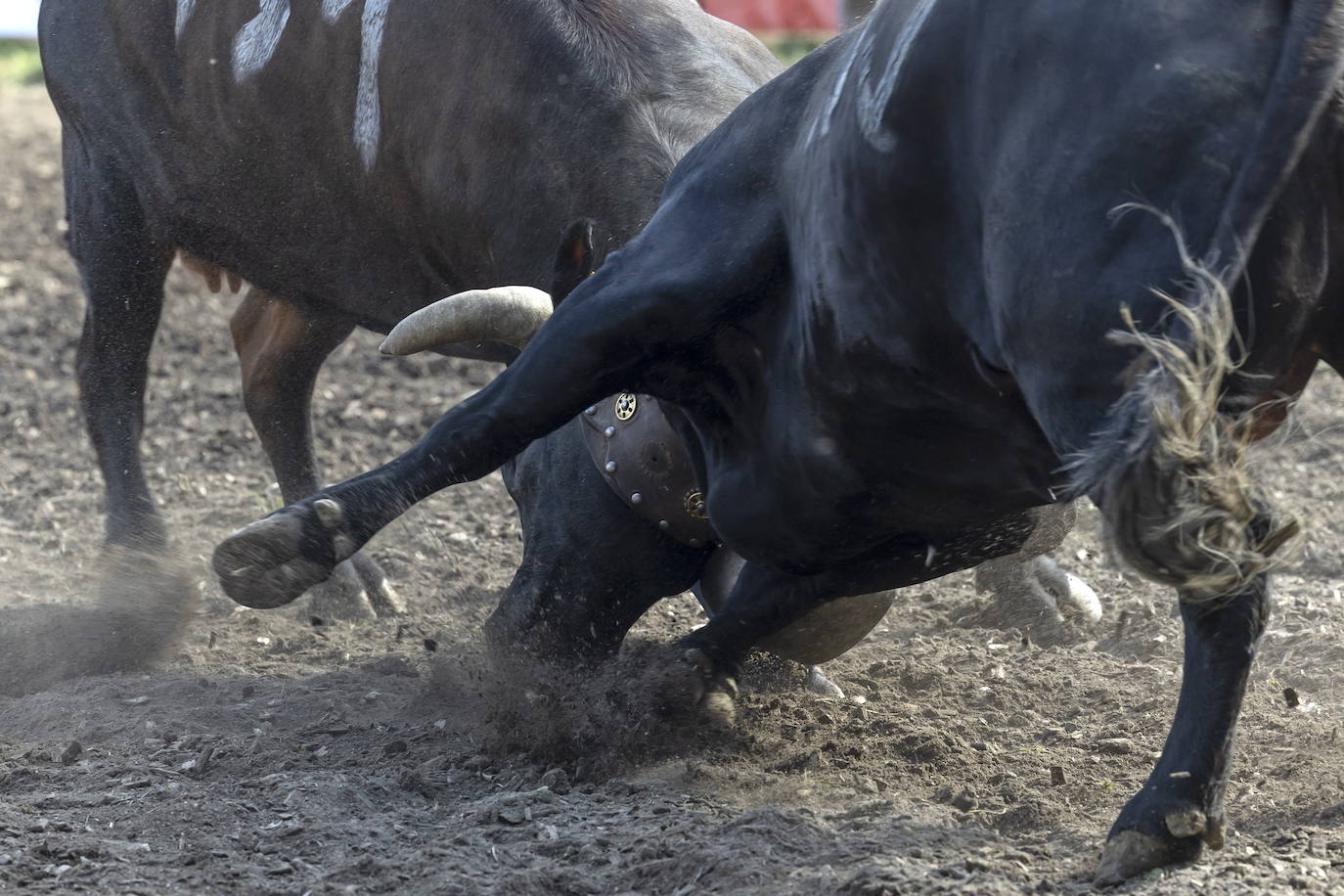 Fotos: Sólo puede quedar una